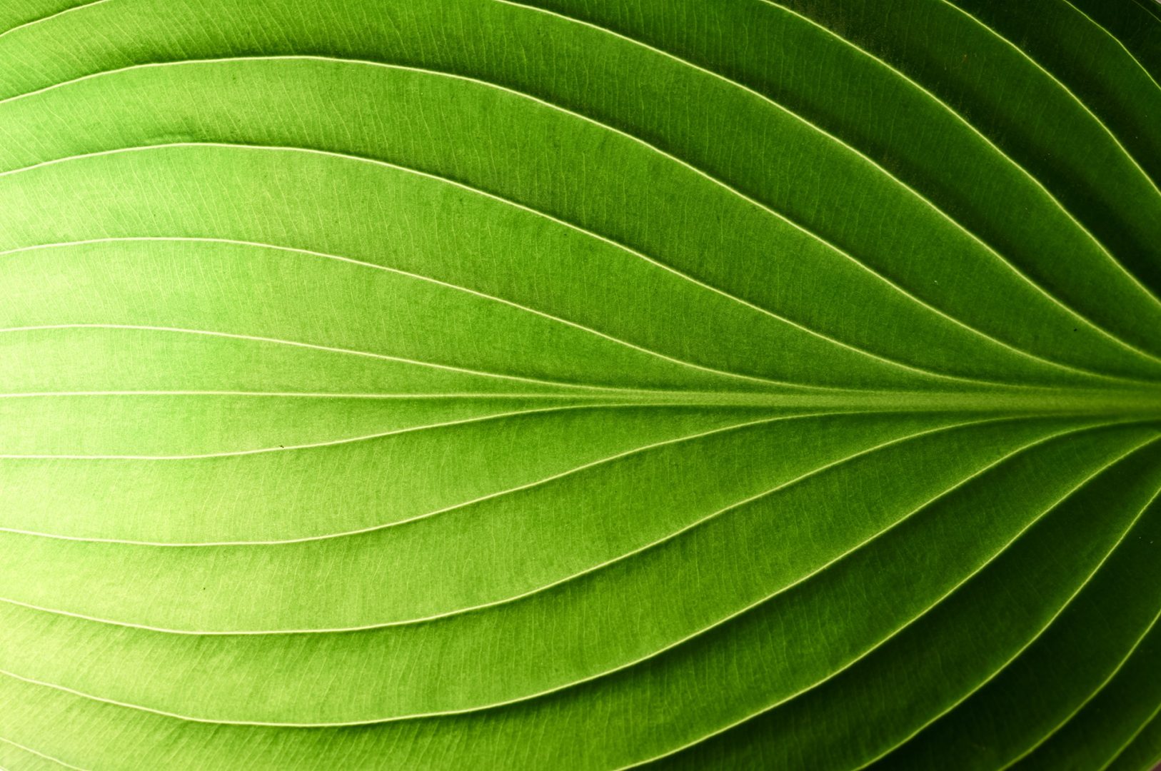 Close-up of a green leaf showing detailed texture and parallel vein patterns.
